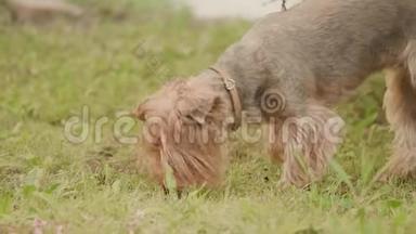 约克郡的狗狗狗狗狗狗狗在地上嗅嗅寻找狗的本能慢动作视频，对抗棕色